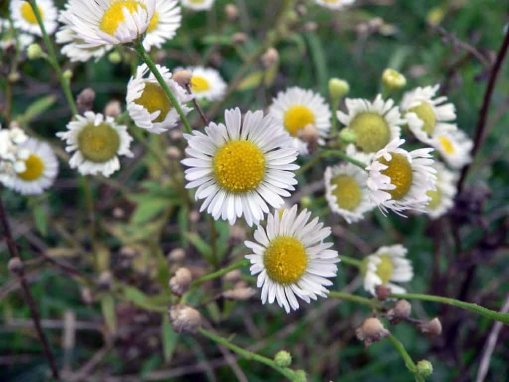 chamomile flowers for hair