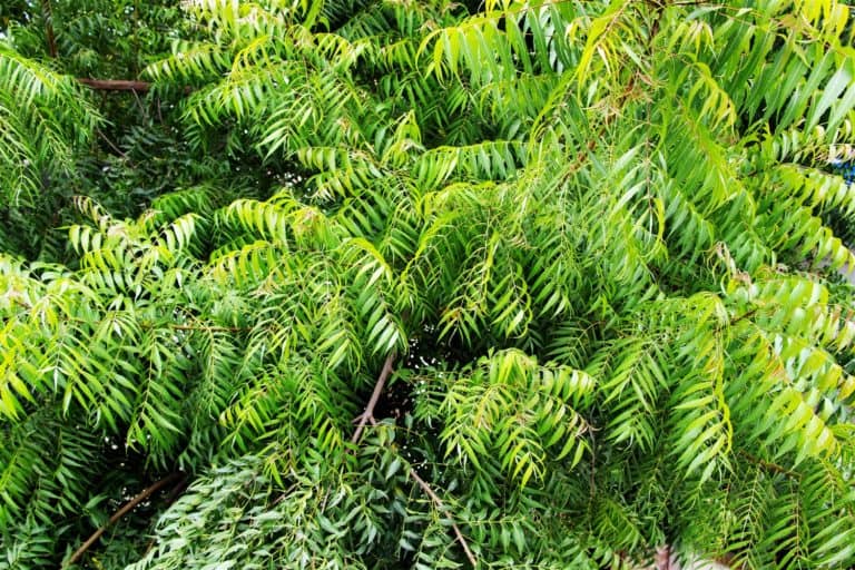 How to Use Neem Oil for Dandruff, Eczema and Hair Growth – hair buddha