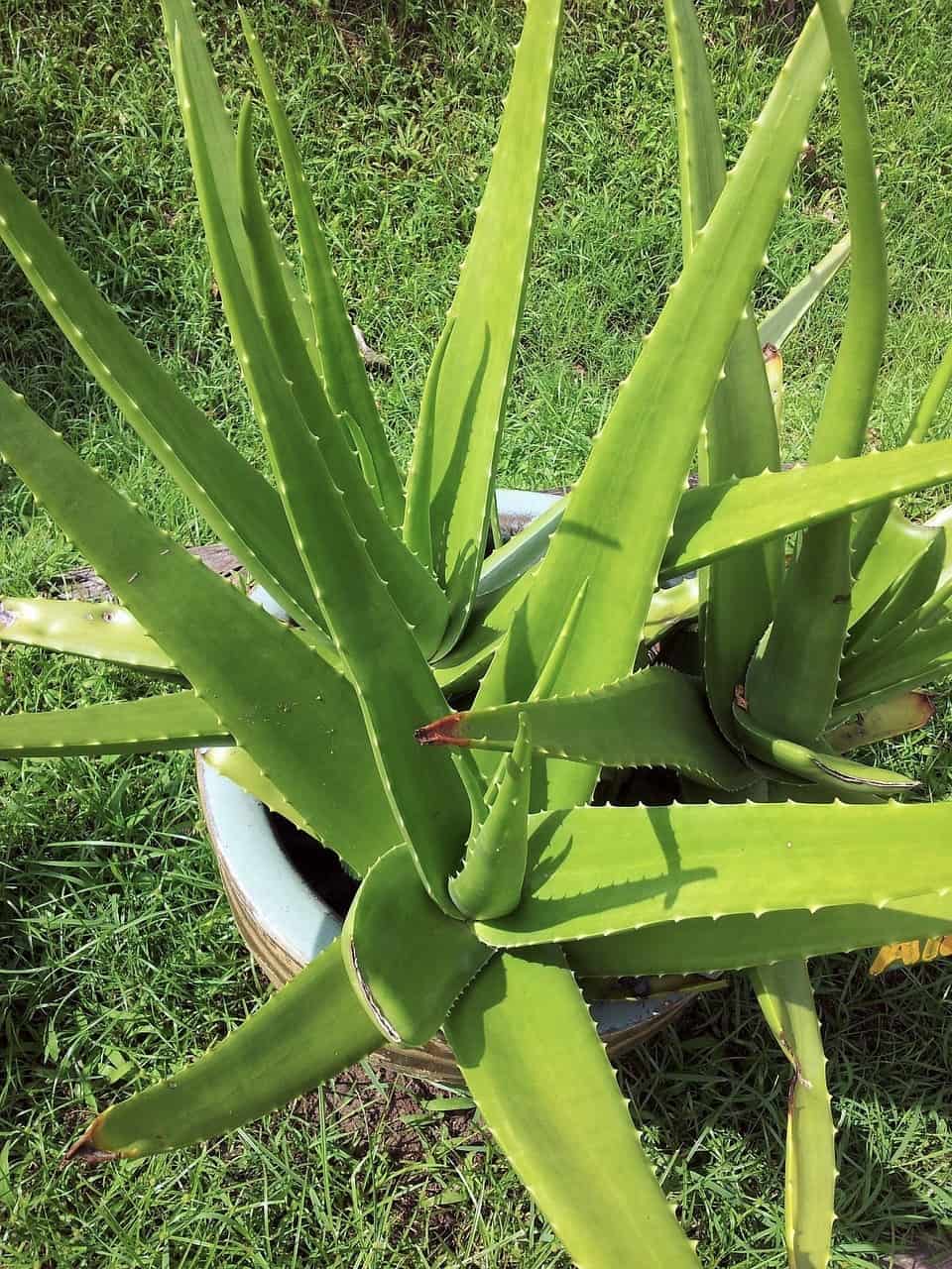 Aloe Vera for Hair Growth and Glowing skin