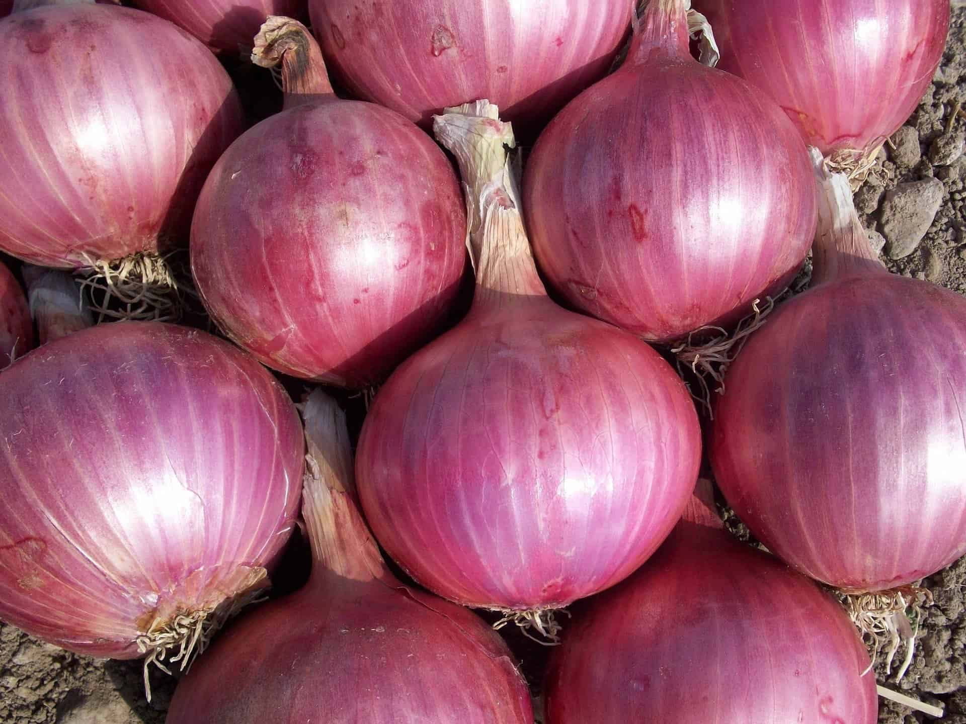 onion for hair loss