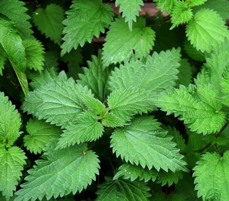 Nettles for hair