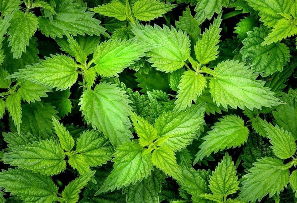 Nettle to stimulate new hair growth