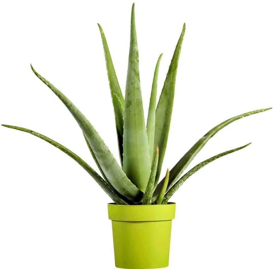 Aloe barbadensis miller
