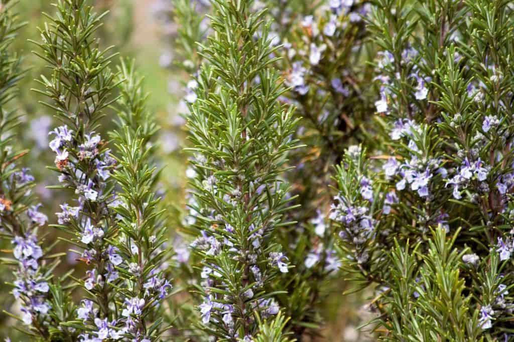 rosemary plant with pale blue flowers growing on it