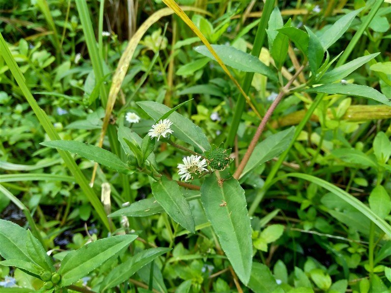 bhringraj plant with white flower