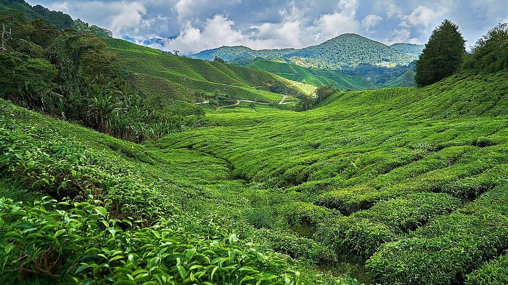 Green tea plantation