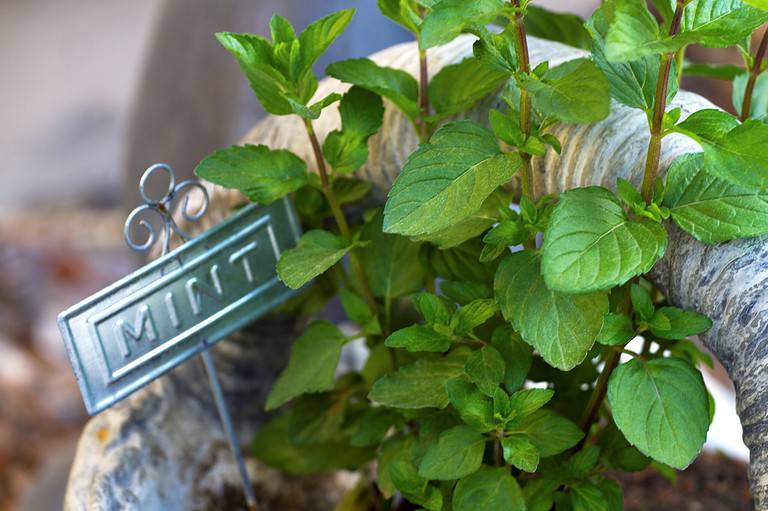 Peppermint plant for hair growth